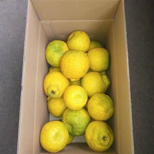 i丑桔橘厚皮碰柑臭柑酸甜湖南郴州臭皮h柑永兴11斤手剥桔子孕妇爱