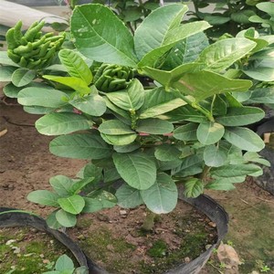 金佛手树苗食用