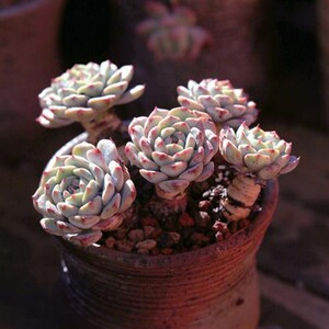 k粉姬莲多肉f头物粗腿老桩大植多株群云南肉肉绿y植盆栽花卉