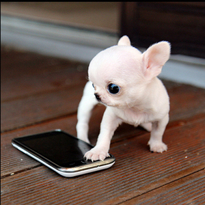 迷你吉娃娃幼犬纯种网红茶杯犬袖珍长不大的真狗狗活幼体宠物活物