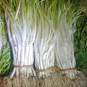 芹芽安徽池州安庆特产芹菜芽青芽菜白芹水芹江苏新鲜蔬菜现挖包邮