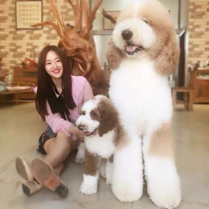 纯种巨型贵宾幼犬活体大型泰迪犬红白花巨贵犬巨型泰迪犬宠物狗狗