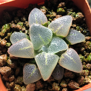 000人付款淘宝稀有品种冰钻磨面寿一物一拍 多肉植物 稀有磨面叶片