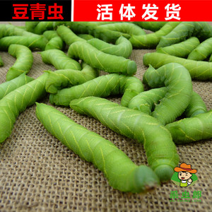 2022年活体豆青虫大豆虫沂蒙新鲜活豆虫猪儿虫芝麻虫高蛋白