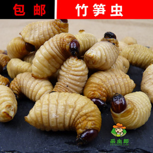 竹笋虫竹象虫幼虫笋子虫高蛋白食用昆虫新鲜冷冻大竹虫竹蛆