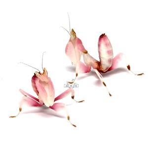 4龄兰花螳c雨林缸螳螂活体另类宠物办公饲养动物昆虫创意儿童礼物