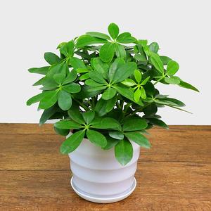 新七叶莲盆栽属虎鸭脚卉盆栽绿栽花木e鸭掌木盆植四季常青八方.