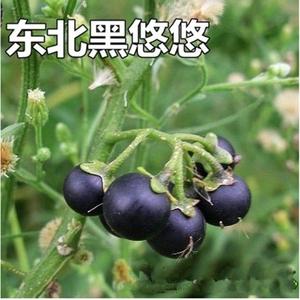 东北黑悠悠种子龙葵种子黑天天野生黑葡萄星星幽幽种子黑幽幽种