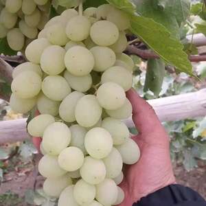 新品种 马奶提子无核奶油葡萄 白牛奶葡萄苗南方北方种植当年结果