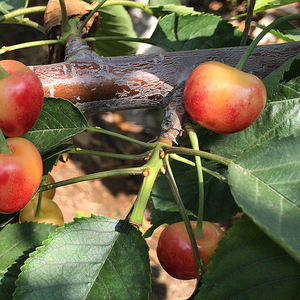 果树苗大将锦大樱桃苗 车厘子树苗 南北方种植阳台庭院盆栽地嫁接