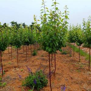 果树苗杏树苗嫁接新品种杏梅大接杏子苗嫁接特大早熟杏树苗杏嫁接