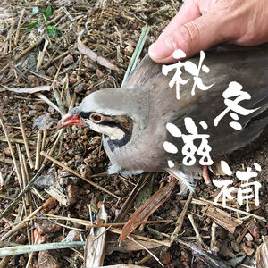 鹧鸪5只新鲜现杀人工养殖农家鹧鸪鸟飞龙鸟嘎嘎鸡石鸡汤料真空装