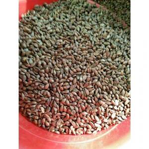 八棱海棠树种子净籽怀来海棠可嫁接苹果砧木新采开花林木种子包邮