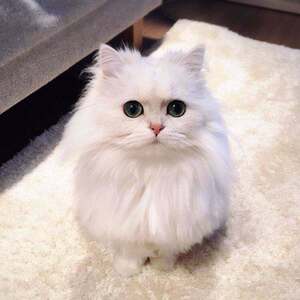 金吉拉猫纯种