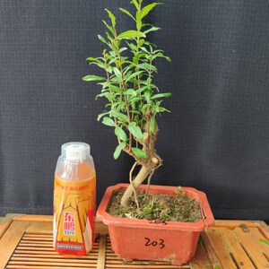 微树石榴小苗结果盆景提根造型小品素材花卉园霸绿植y物矮艺桩盆