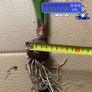 花卉盆栽紫根兰