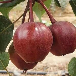 新品种早酥红梨树苗奥红一号全红梨e苗果树苗南方北方种植果树果