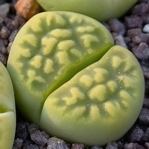 840人付款淘宝碧光环小兔子生石花屁股花绿色南非混合石生花组盆多肉