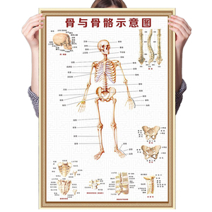 059人付款淘宝脊椎关节错位临床症状医学骨科挂图人体骨骼结构展板