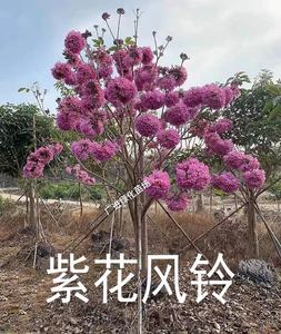绣球紫花风铃树苗黄花树苗珍贵树苗别墅庭院观花树地栽绿化风景树
