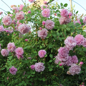 浓香藤本月季花苗蓝色阴雨阳台庭院爬藤玫瑰花多季开多花蔷薇花苗