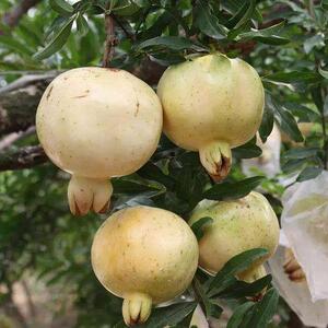 怀远石榴白花玉石l籽石榴苗三白石榴树苗当年结果盆栽地嫁接果树