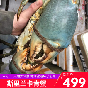 【根叔精选】斯里兰卡青蟹 甄选鲜活特大超大公蟹无绳 2-5斤一只