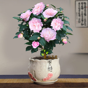 香妃茶花盆栽山茶花树苗带花苞浓香型绿植阳台庭院花卉植物室内花