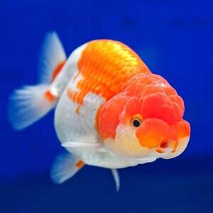 虎头金鱼兰寿纯种鱼小金鱼活鱼易养锦鲤小苗红狮头水泡眼黑红龙睛