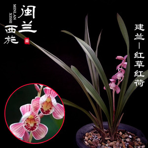 闽兰西施 建兰网红草 四季兰红草红荷 荷瓣红花名贵花卉 夏秋开花