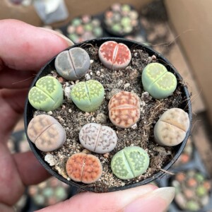 酒红紫熏生石花