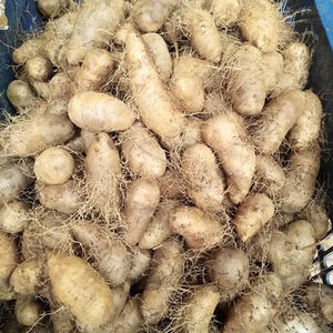 000人付款淘宝云南金秤砣山药农家自种非铁棍新鲜杆毛薯小白嘴甜整箱5