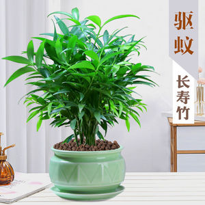 竹柏长寿竹竹子盆栽平安竹室内净化空气驱蚊植物水培懒人绿植花卉