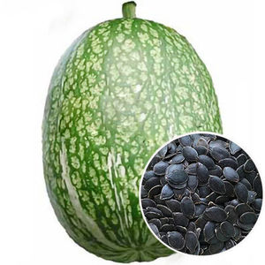 云南黑籽南瓜种子 黄瓜砧木种子 瓜类嫁接砧木种子 粉丝瓜南瓜籽