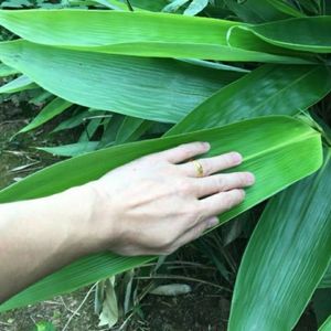 端午节包粽子粽叶树苗,粽叶树四季长青,发根快一年一大片