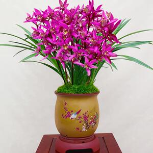 兰花苗带花苞【紫气东来】室内盆栽花卉兰草客厅植物绿植