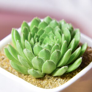 批发卷娟多肉植物迷你肉嘟嘟组合盆栽绿植花卉室内植物多肉