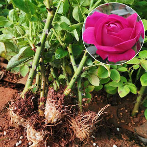 正宗云南食用玫瑰花苗滇红墨红扦插小苗四季开花庭院绿化工程苗木