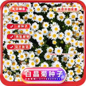 白雏菊种子