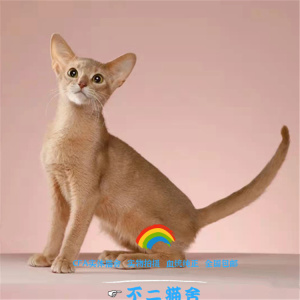 阿比西尼亚猫幼崽