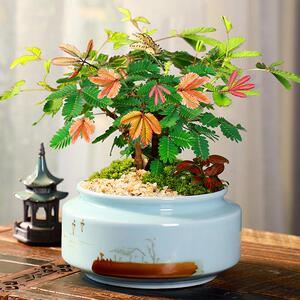 含羞草小盆栽室内阳台植物四季常青害羞草花卉怕羞草彩色趣味植物556