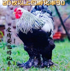 纯种巨型婆罗门鸡种蛋纯种婆罗门鸡受精种蛋梵天鸡种蛋宠物受精蛋