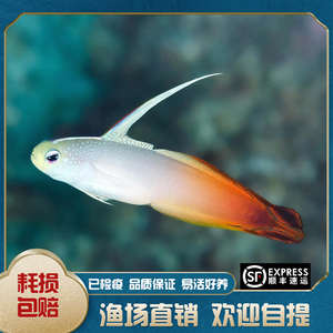 雷达 火鸟 喷射机 海水鱼 观赏鱼活体 快递包活珊瑚兼容 海邻水族