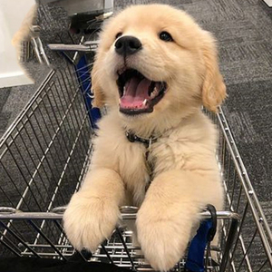 宠物狗金毛幼犬纯种拉布拉多狗狗柯基活物小狗小比熊犬博美泰迪