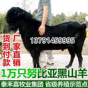 纯种大耳努比亚黑山羊活体种羊怀孕母羊成年公羊小羊苗乌骨羊养殖