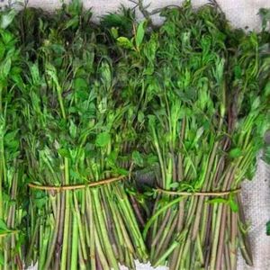 山野菜山辣椒种子东北铁线莲中草药植物威灵仙种子种苗四季易活