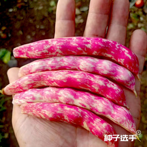 东北黄金勾红金钩豆角架豆种子高产油豆角芸豆籽沟扁豆春季蔬菜孑