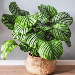 白油画竹芋苹果竹芋盆栽适合种在室内喜阴植物喜阴好养植物常青