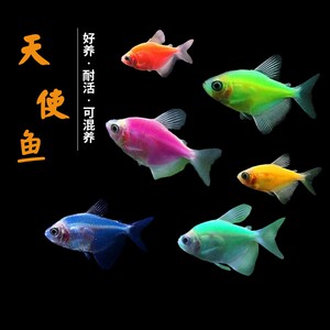 天使观赏鱼热带冷水鱼青苹果翡翠绿紫衣红色蓝天使活体中小号套餐