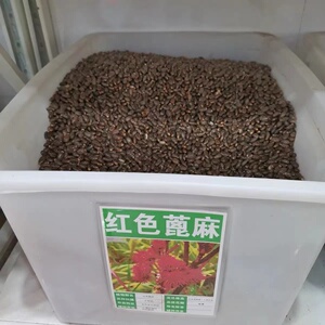 红蓖麻子籽种种红色老麻四季红皮蓖麻种籽一年生中药材种子